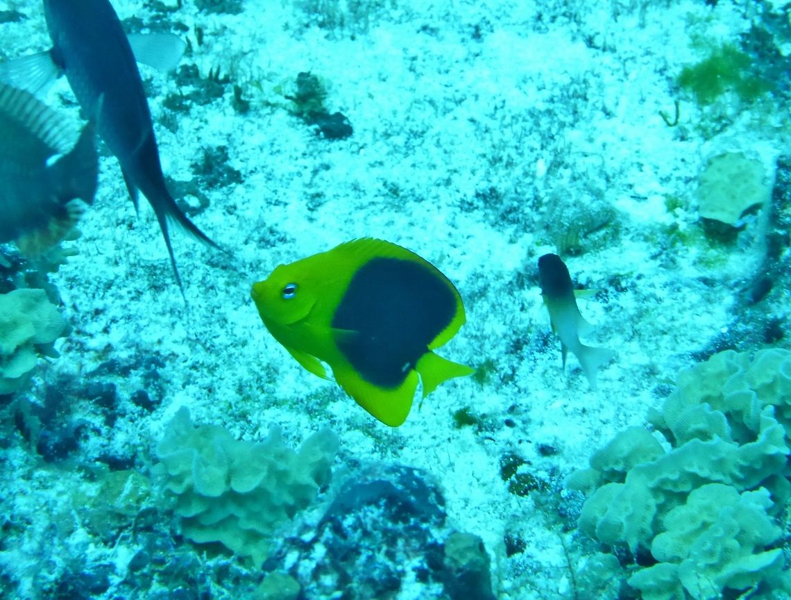Rock beauty (Holacanthus tricolor) Cozumel, Quintana Roo, Mexico. Jul 19, 2017 Geotagged,Holacanthus tricolor,Mexico,Rock beauty,Summer
