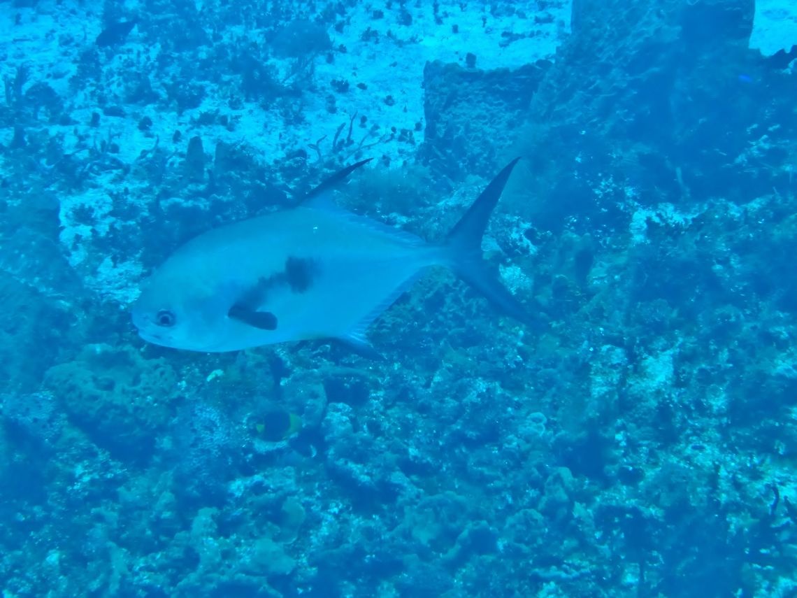 Permit (Trachinotus falcatus) Cozumel, Quintana Roo, Mexico. Jul 19, 2017 Geotagged,Mexico,Permit,Summer,Trachinotus falcatus