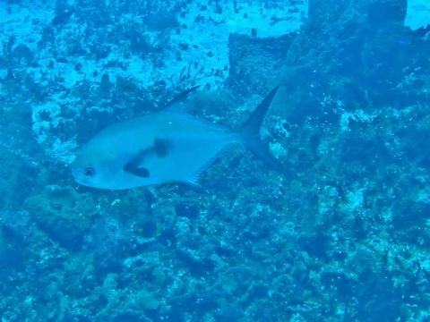 Permit (Trachinotus falcatus) Cozumel, Quintana Roo, Mexico. Jul 19, 2017 Geotagged,Mexico,Permit,Summer,Trachinotus falcatus