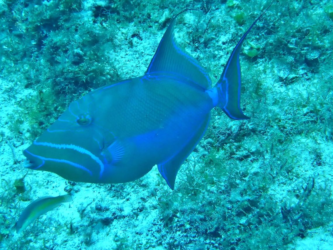 Queen triggerfish (Balistes vetula) Cozumel, Quintana Roo, Mexico. Jul 19, 2017 Balistes vetula,Geotagged,Mexico,Queen triggerfish,Summer