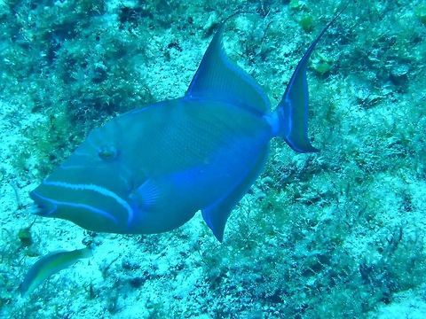 Queen triggerfish (Balistes vetula) Cozumel, Quintana Roo, Mexico. Jul 19, 2017 Balistes vetula,Geotagged,Mexico,Queen triggerfish,Summer
