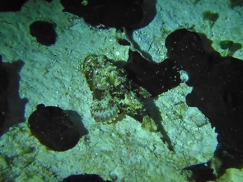 Spotted scorpionfish (Scorpaena plumieri) Cozumel, Quintana Roo, Mexico. Jul 19, 2017 Geotagged,Mexico,Scorpaena plumieri,Spotted scorpionfish,Summer