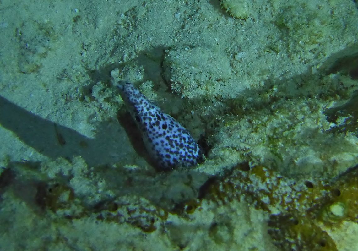 Spotted moray (Gymnothorax moringa) Cozumel, Quintana Roo, Mexico. Jul 19, 2017 Geotagged,Gymnothorax moringa,Mexico,Spotted moray,Summer