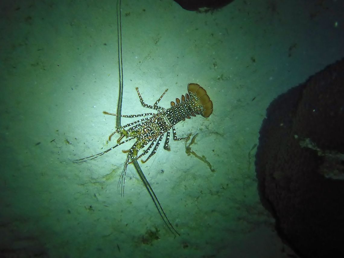 Spotted spiny lobster (Panulirus guttatus) Cozumel, Quintana Roo, Mexico. Jul 19, 2017 Geotagged,Mexico,Panulirus guttatus,Summer
