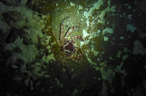 West Indian spider crab (Mithrax spinosissimus) Cozumel, Quintana Roo, Mexico. Jul 19, 2017 Geotagged,Mexico,Mithrax spinosissimus,Summer