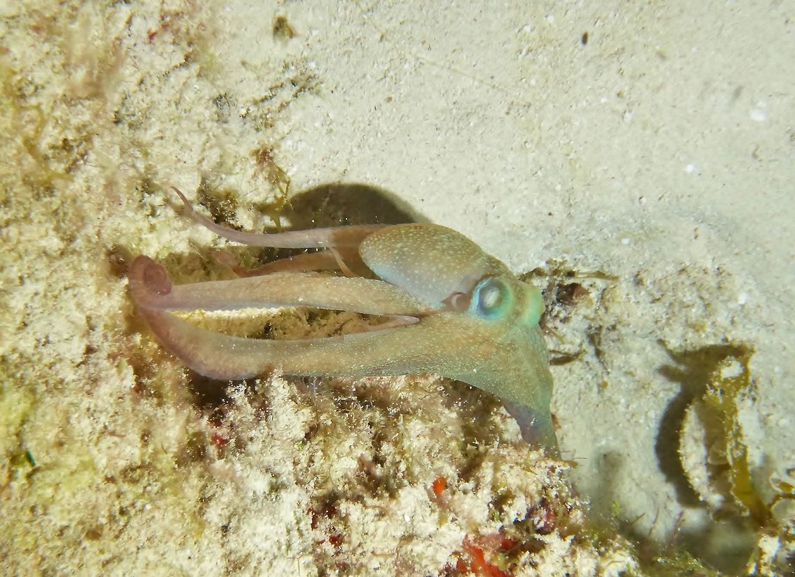 Caribbean reef octopus (Octopus briareus) Cozumel, Quintana Roo, Mexico. Jul 19, 2017 Caribbean reef octopus,Geotagged,Mexico,Octopus briareus,Summer