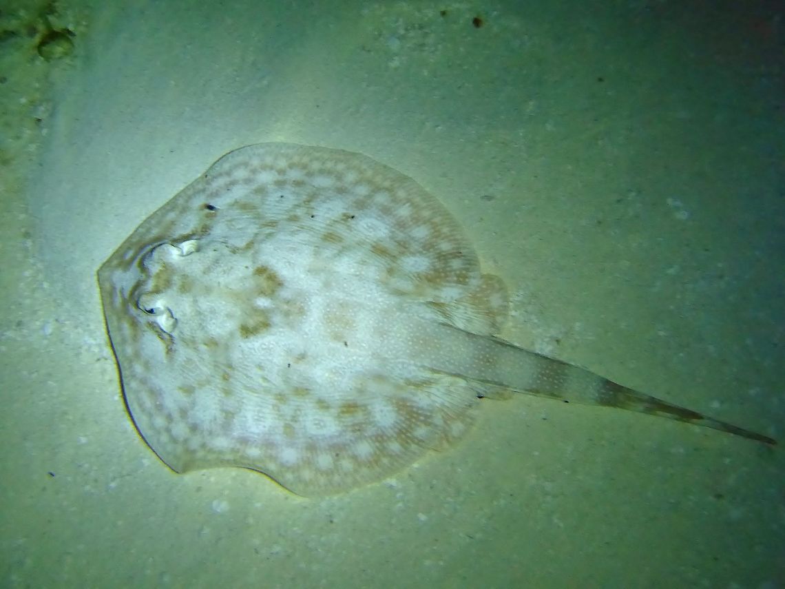 Yellow stingray (Urobatis jamaicensis) Cozumel, Quintana Roo, Mexico. Jul 19, 2017 Geotagged,Mexico,Summer,Urobatis jamaicensis,Yellow stingray