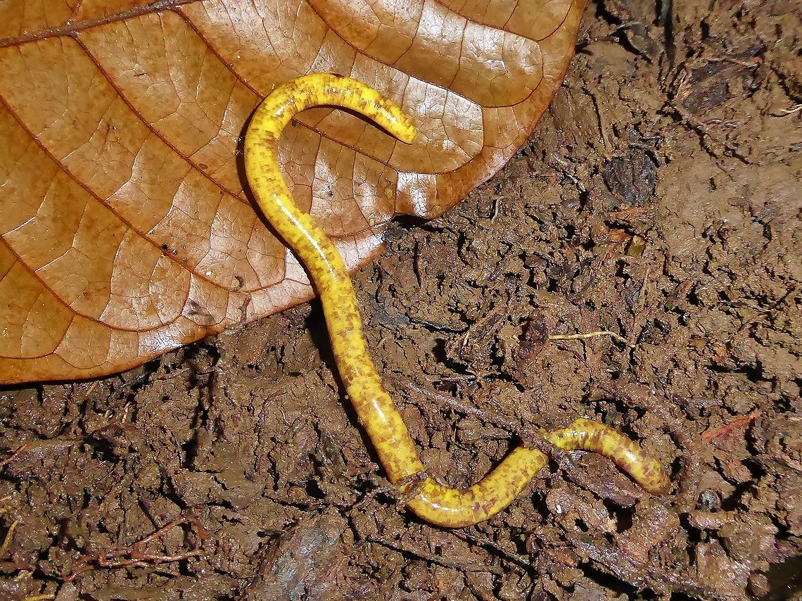 São Tomé caecilian (Schistometopum thomense) Monte Carmo, S&atilde;o Tom&eacute;. Jan 4, 2018 Geotagged,Schistometopum thomense,São Tomé and Príncipe,Winter