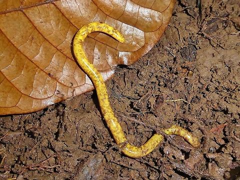 São Tomé caecilian (Schistometopum thomense) Monte Carmo, São Tomé. Jan 4, 2018 Geotagged,Schistometopum thomense,São Tomé and Príncipe,Winter