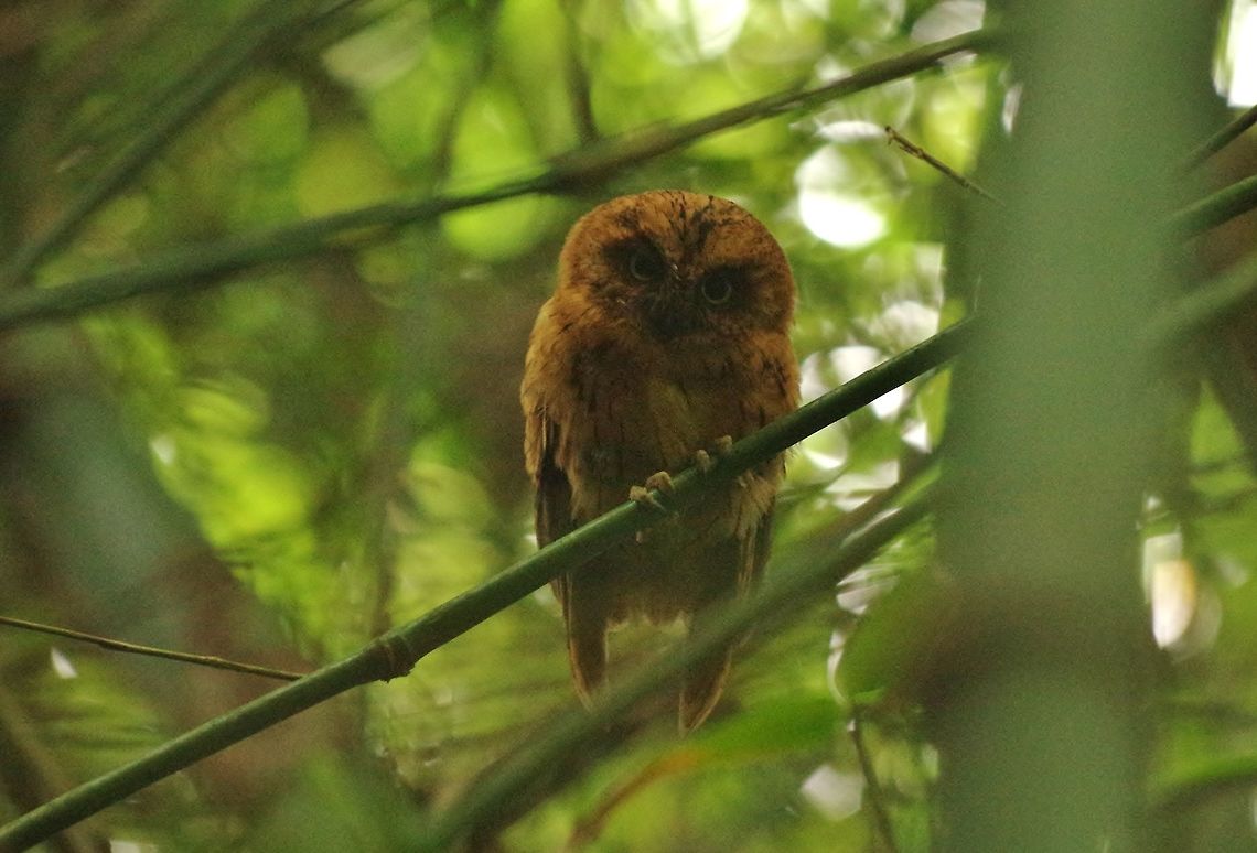 São Tomé scops owl (Otus hartlaubi) at its day roost Lagoa Amelia, S&atilde;o Tom&eacute;.<br />
Jan 1, 2018 Geotagged,Otus hartlaubi,São Tomé and Príncipe,São Tomé scops owl,Winter
