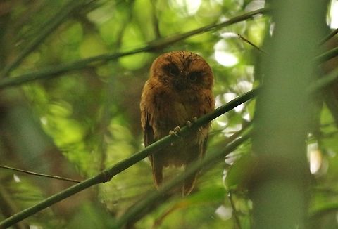 São Tomé scops owl (Otus hartlaubi) at its day roost Lagoa Amelia, São Tomé.
Jan 1, 2018 Geotagged,Otus hartlaubi,São Tomé and Príncipe,São Tomé scops owl,Winter