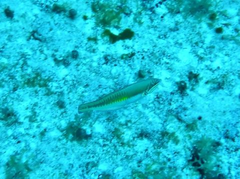 Clown Wrasse (Halichoeres maculipinna) Cozumel, Quintana Roo, Mexico. Jul 20, 2017 Clown Wrasse,Geotagged,Halichoeres maculipinna,Mexico,Summer
