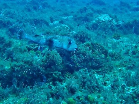 Spotted porcupinefish (Diodon hystrix) Cozumel, Quintana Roo, Mexico. Jul 20, 2017 Diodon hystrix,Geotagged,Mexico,Spotted porcupinefish,Summer