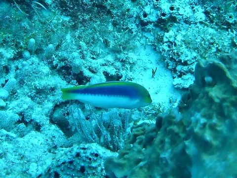 Yellowcheek wrasse (Halichoeres cyanocephalus) Cozumel, Quintana Roo, Mexico. Jul 20, 2017 Geotagged,Halichoeres cyanocephalus,Mexico,Summer,Yellowcheek wrasse
