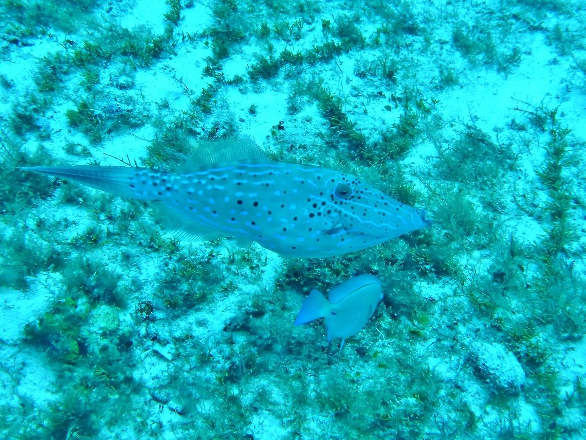 Scrawled filefish (Aluterus scriptus) Cozumel, Quintana Roo, Mexico. Jul 20, 2017 Aluterus scriptus,Geotagged,Mexico,Scrawled filefish,Summer