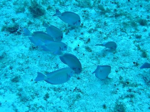 Doctorfish tang (Acanthurus chirurgus) Cozumel, Quintana Roo, Mexico. Jul 20, 2017 Acanthurus chirurgus,Doctorfish tang,Geotagged,Mexico,Summer