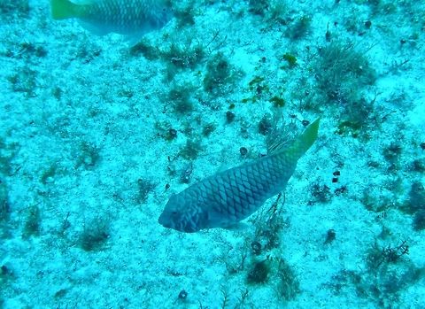Yellowtail parrotfish (Sparisoma rubripinne) Cozumel, Quintana Roo, Mexico. Jul 20, 2017 Geotagged,Mexico,Redfin parrotfish,Sparisoma rubripinne,Summer