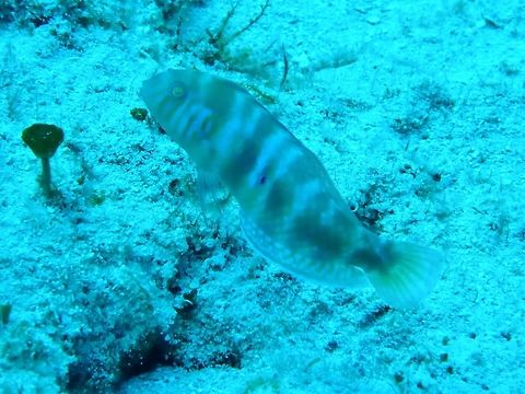 Green razorfish (Xyrichtys splendens) Cozumel, Quintana Roo, Mexico. Jul 20, 2017 Geotagged,Green razorfish,Mexico,Summer,Xyrichtys splendens