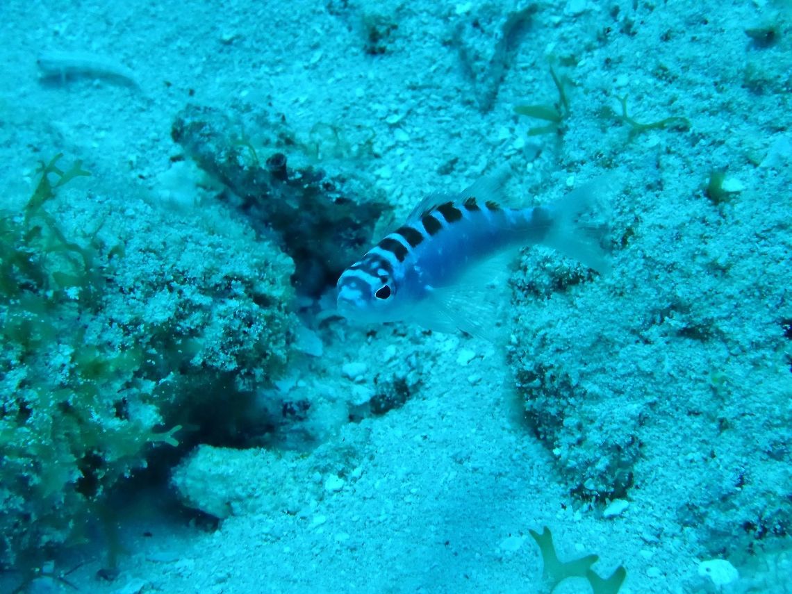 Chalk bass (Serranus tortugarum) Cozumel, Quintana Roo, Mexico. Jul 20, 2017 Chalk bass,Geotagged,Mexico,Serranus tortugarum,Summer
