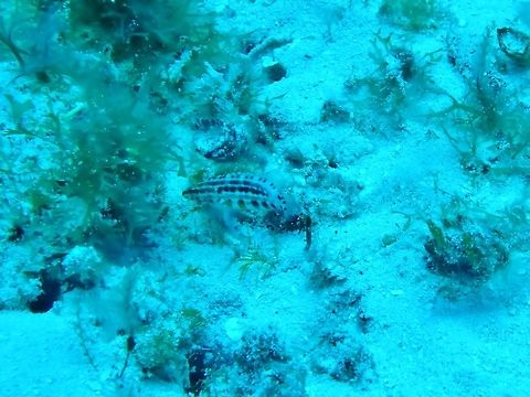 Lantern bass (Serranus baldwini) Cozumel, Quintana Roo, Mexico. Jul 20, 2017 Geotagged,Mexico,Serranus baldwini,Summer