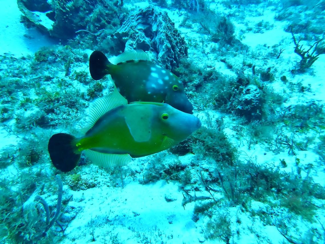 Whitespotted Filefish (Cantherhines macrocerus) couple Cozumel, Quintana Roo, Mexico. Jul 20, 2017 Cantherhines macrocerus,Geotagged,Mexico,Summer,Whitespotted Filefish