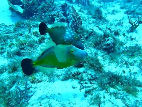 Whitespotted Filefish (Cantherhines macrocerus) couple Cozumel, Quintana Roo, Mexico. Jul 20, 2017 Cantherhines macrocerus,Geotagged,Mexico,Summer,Whitespotted Filefish