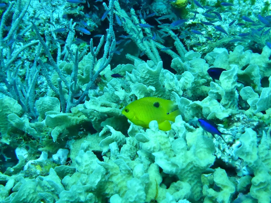 Threespot damselfish (Stegastes planifrons) Cozumel, Quintana Roo, Mexico. Jul 20, 2017<br />
 Geotagged,Mexico,Stegastes planifrons,Summer,Threespot damselfish