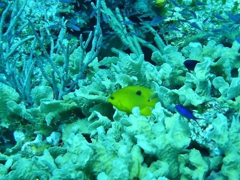 Threespot damselfish (Stegastes planifrons) Cozumel, Quintana Roo, Mexico. Jul 20, 2017
 Geotagged,Mexico,Stegastes planifrons,Summer,Threespot damselfish
