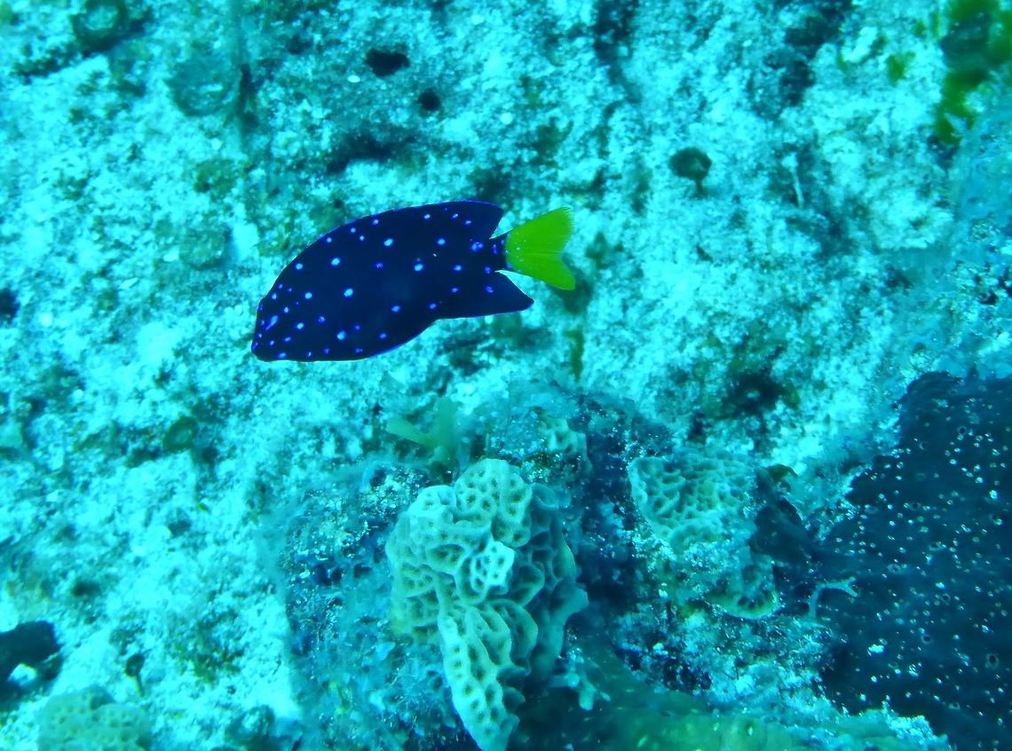 Jewel damselfish (Microspathodon chrysurus) Cozumel, Quintana Roo, Mexico. Jul 20, 2017 Geotagged,Jewel damselfish,Mexico,Microspathodon chrysurus,Summer