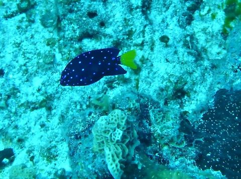 Jewel damselfish (Microspathodon chrysurus) Cozumel, Quintana Roo, Mexico. Jul 20, 2017 Geotagged,Jewel damselfish,Mexico,Microspathodon chrysurus,Summer