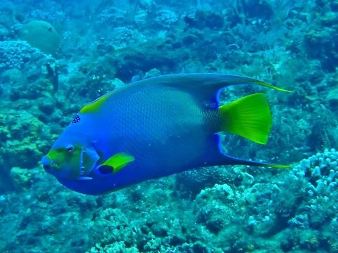 Queen Angelfish (Holacanthus ciliaris) Cozumel, Quintana Roo, Mexico. Jul 20, 2017 Geotagged,Holacanthus ciliaris,Mexico,Queen Angelfish,Summer
