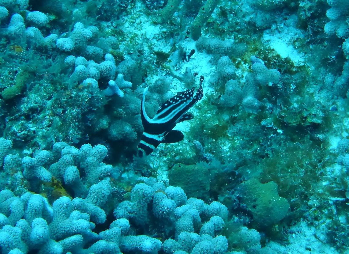 Spotted drum (Equetus punctatus) Cozumel, Quintana Roo, Mexico. Jul 20, 2017 Equetus punctatus,Geotagged,Mexico,Spotted drum,Summer