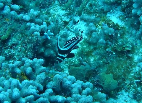Spotted drum (Equetus punctatus) Cozumel, Quintana Roo, Mexico. Jul 20, 2017 Equetus punctatus,Geotagged,Mexico,Spotted drum,Summer