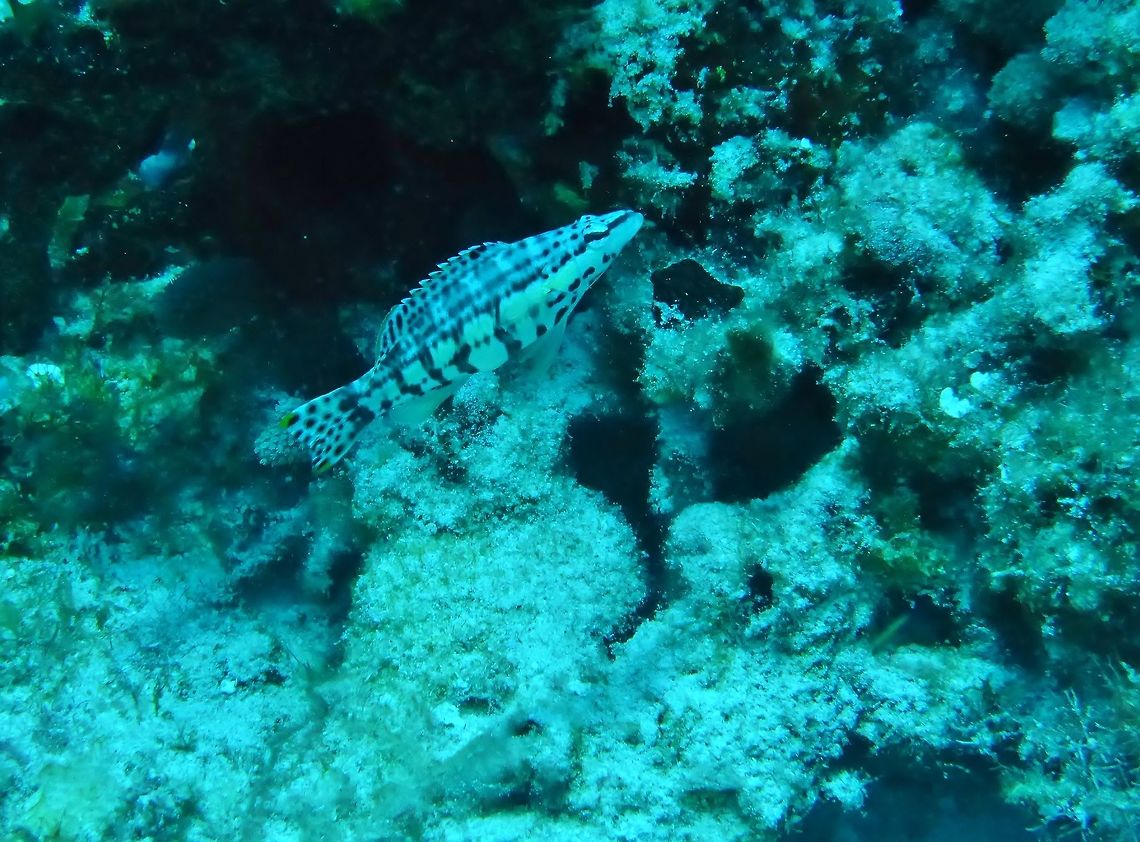 Harlequin bass (Serranus tigrinus) Cozumel, Quintana Roo, Mexico. Jul 20, 2017 Geotagged,Harlequin bass,Mexico,Serranus tigrinus,Summer