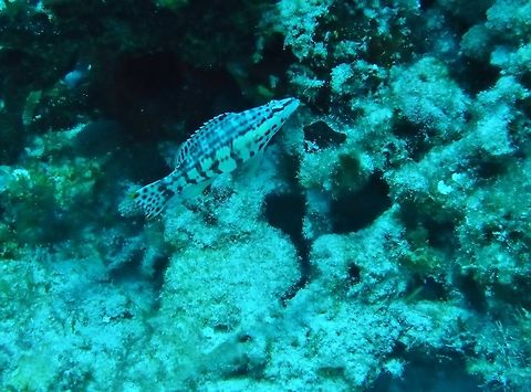 Harlequin bass (Serranus tigrinus) Cozumel, Quintana Roo, Mexico. Jul 20, 2017 Geotagged,Harlequin bass,Mexico,Serranus tigrinus,Summer