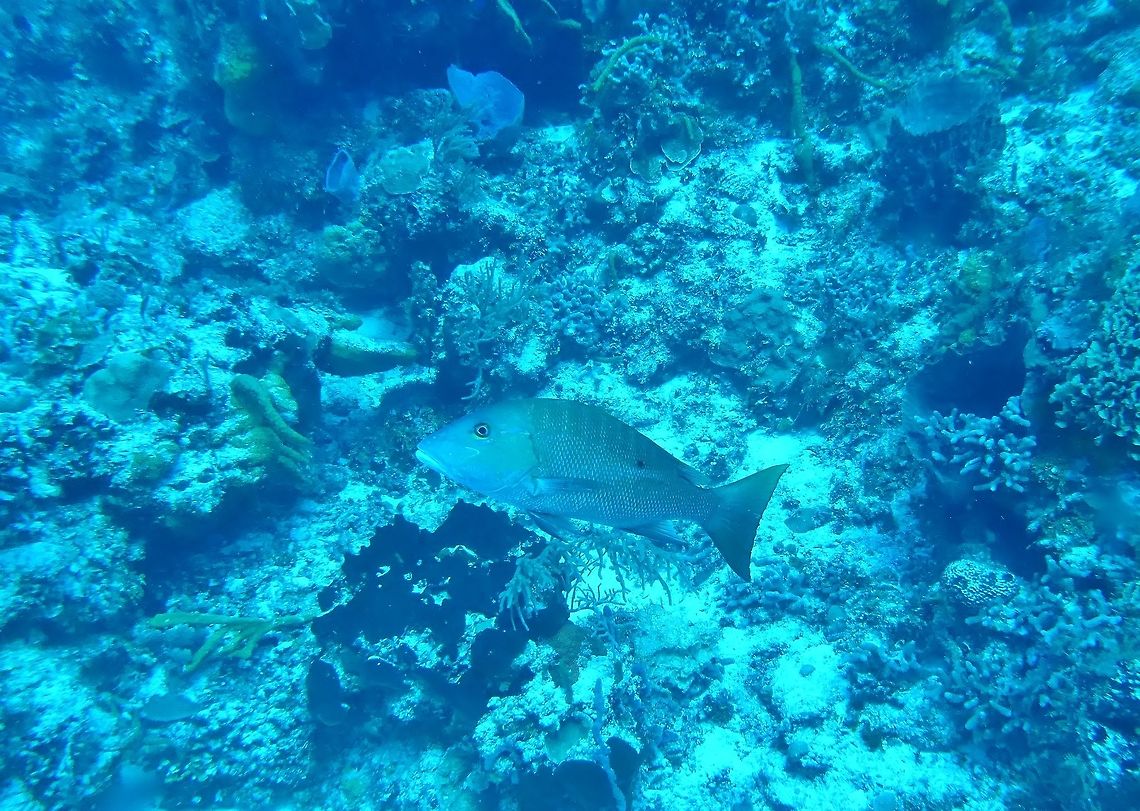 Mutton snapper (Lutjanus analis) Cozumel, Quintana Roo, Mexico. Jul 17, 2017 Geotagged,Lutjanus analis,Mexico,Summer
