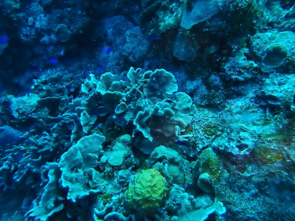 Thin leaf lettuce coral (Agaricia tenuifolia) Cozumel, Quintana Roo, Mexico. Jul 16, 2017 Agaricia tenuifolia,Geotagged,Mexico,Summer