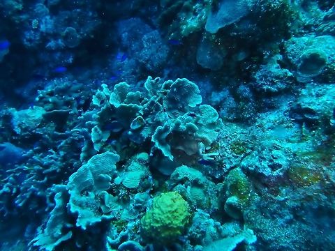 Thin leaf lettuce coral (Agaricia tenuifolia) Cozumel, Quintana Roo, Mexico. Jul 16, 2017 Agaricia tenuifolia,Geotagged,Mexico,Summer