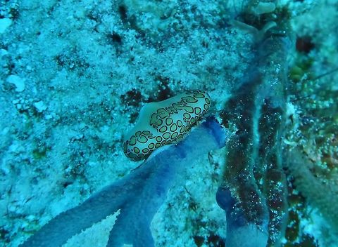 Flamingo tongue snail (Cyphoma gibbosum) Cozumel, Quintana Roo, Mexico. Jul 16, 2017 Cyphoma gibbosum,Flamingo tongue snail,Geotagged,Mexico,Summer