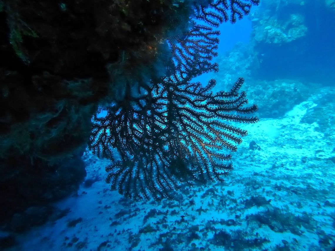 Deepwater sea fan (Iciligorgia schrammi) Cozumel, Quintana Roo, Mexico. Jul 16, 2017 Deepwater sea fan,Geotagged,Iciligorgia schrammi,Mexico,Summer