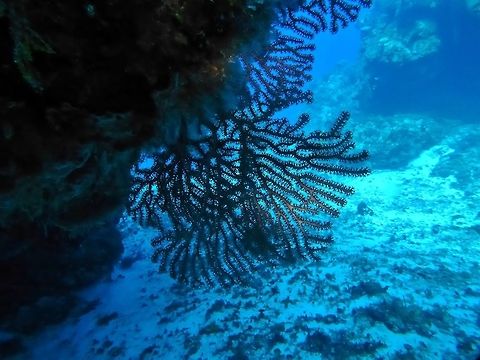 Deepwater sea fan (Iciligorgia schrammi) Cozumel, Quintana Roo, Mexico. Jul 16, 2017 Deepwater sea fan,Geotagged,Iciligorgia schrammi,Mexico,Summer