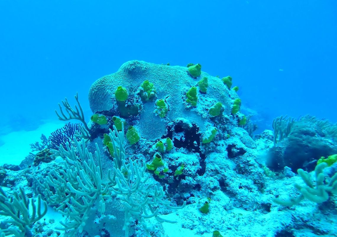 Variable boring sponge (Siphonodictyon coralliphagum) Cozumel, Quintana Roo, Mexico. Jul 16, 2017 Geotagged,Mexico,Siphonodictyon coralliphagum,Summer,Variable boring sponge