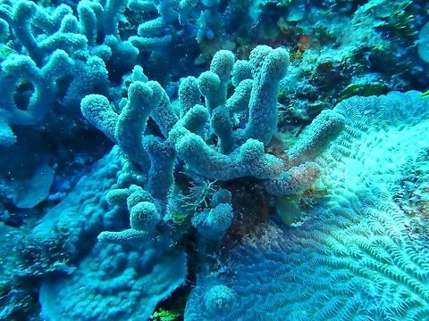 Clubtip finger coral (Porites porites) Cozumel, Quintana Roo, Mexico. Jul 17, 2017 Finger coral,Geotagged,Mexico,Porites porites,Summer