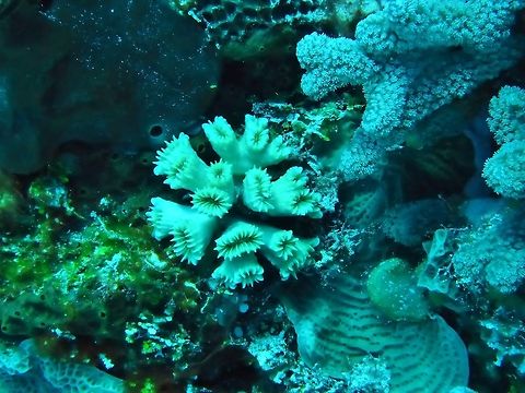 Smooth flower coral (Eusmilia fastigiata) Cozumel, Quintana Roo, Mexico. Jul 17, 2017 Eusmilia fastigiata,Geotagged,Mexico,Smooth flower coral,Summer