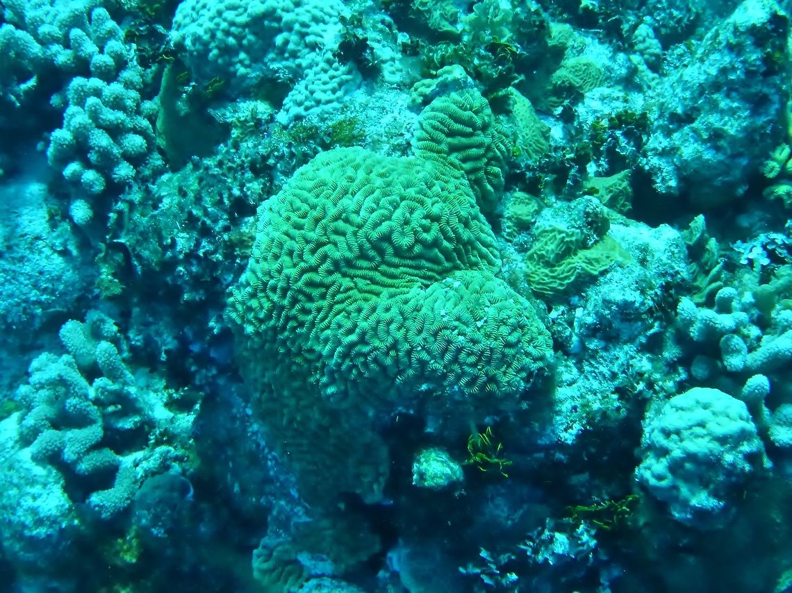 Maze coral (Meandrina meandrites) Cozumel, Quintana Roo, Mexico. Jul 17, 2017<br />
 Geotagged,Maze coral,Meandrina meandrites,Mexico,Summer
