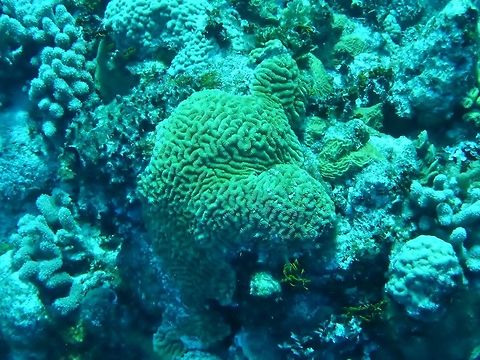 Maze coral (Meandrina meandrites) Cozumel, Quintana Roo, Mexico. Jul 17, 2017
 Geotagged,Maze coral,Meandrina meandrites,Mexico,Summer