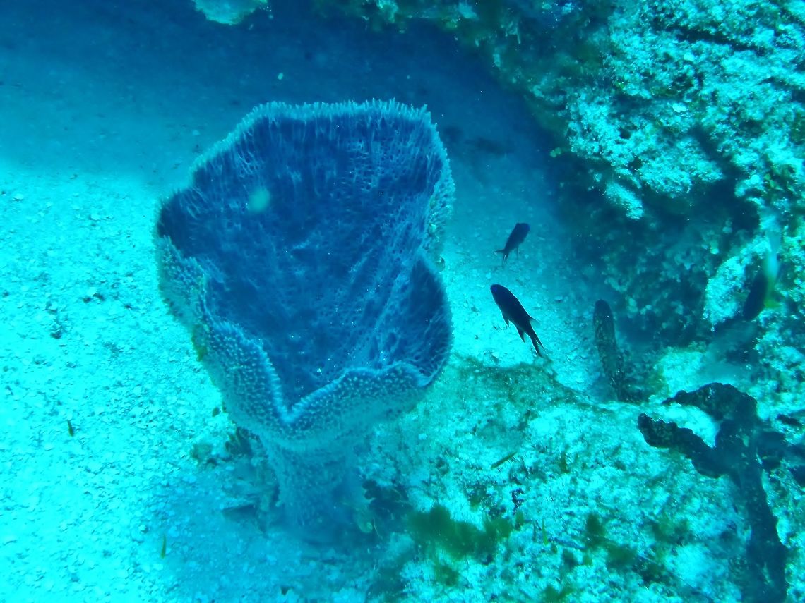 Pink vase sponge (Niphates digitalis) Cozumel, Quintana Roo, Mexico. Jul 17, 2017 Geotagged,Mexico,Niphates digitalis,Pink vase sponge,Summer