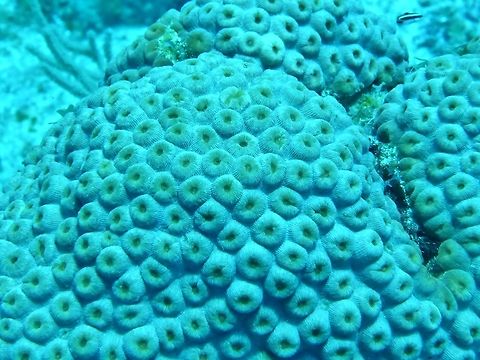 Great star coral (Montastraea cavernosa) Cozumel, Quintana Roo, Mexico. Jul 19, 2017 Geotagged,Great star coral,Mexico,Montastraea cavernosa,Summer