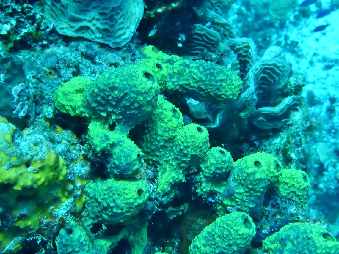 Branching Tube Sponge (Aiolochroia crassa) Cozumel, Quintana Roo, Mexico. Jul 19, 2017 Aiolochroia crassa,Branching Tube Sponge,Geotagged,Mexico,Summer
