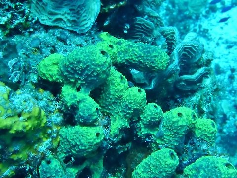 Branching Tube Sponge (Aiolochroia crassa) Cozumel, Quintana Roo, Mexico. Jul 19, 2017 Aiolochroia crassa,Branching Tube Sponge,Geotagged,Mexico,Summer